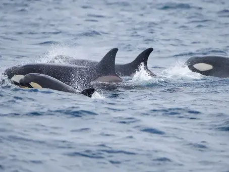 Baby Killer Whale (endangered) Spotted in British Columbia