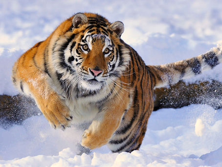 The Siberian Tiger: A Fragile Giant of the Taiga
