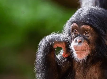 Endangered Chimpanzees: A Crisis in the Wild
