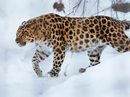 The Amur Leopard: A Critically Endangered Icon of the Wild