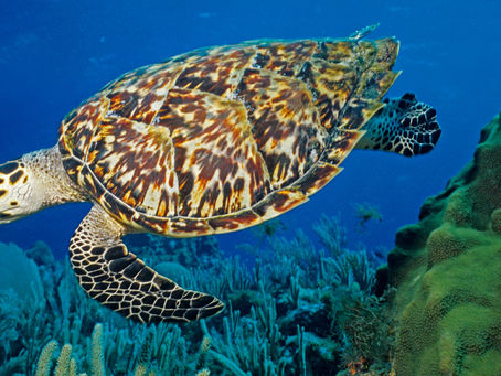 Hawksbill Turtle and their Shells