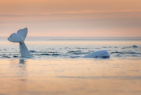 Beluga