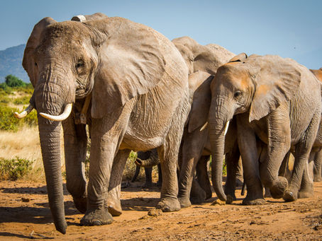 Saving the African Forest Elephant