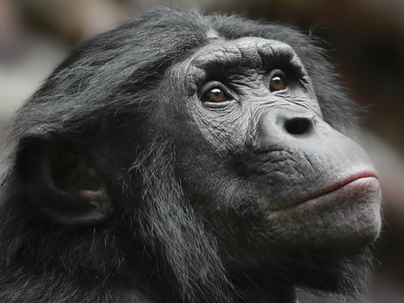 Bonobos on the Brink: How Humanity's Closest Relatives Face Extinction