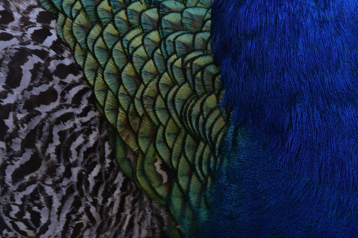 CSC_0341.JPG