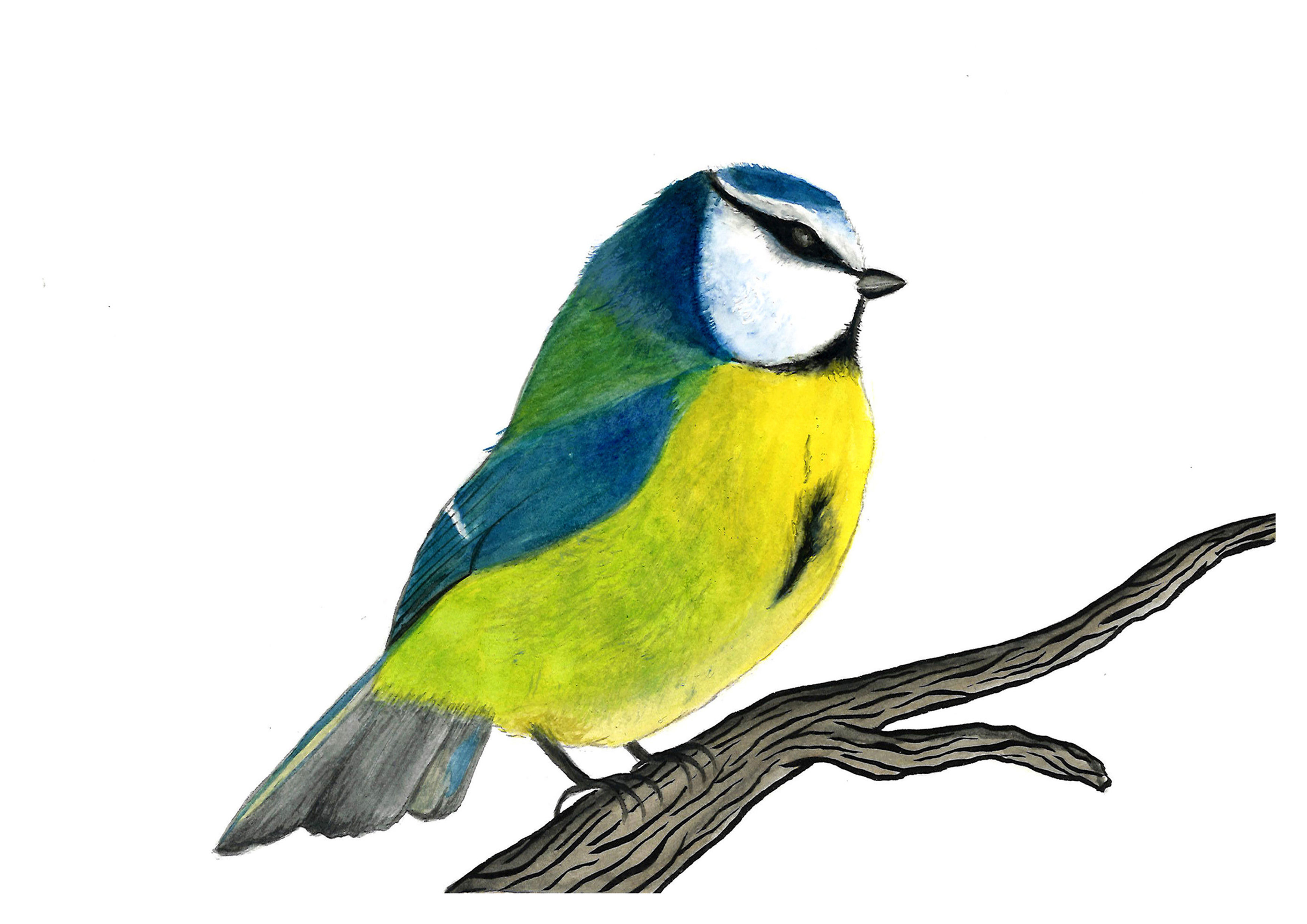 Carte Postale "La Mésange"