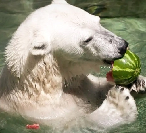 Bear with watermelon in pool