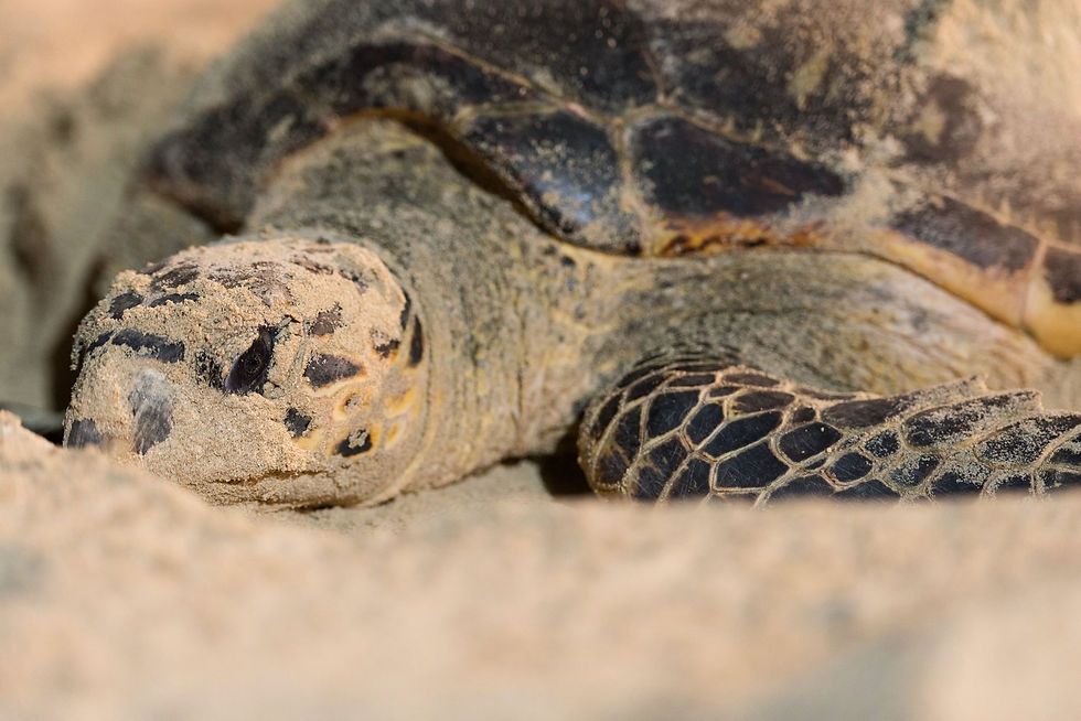 female turtle laying eggs