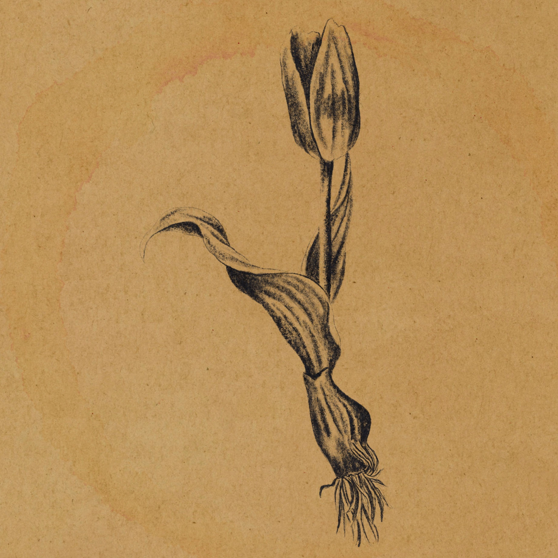 Tulip Bulb