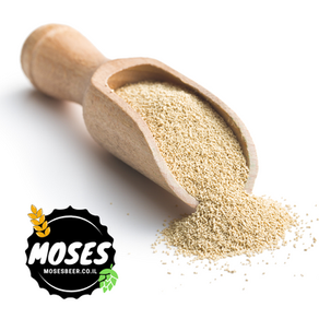 איזה שמרים לבחור לבירה ביתית? המדריך המלא למבשלים מתחילים ומתקדמים