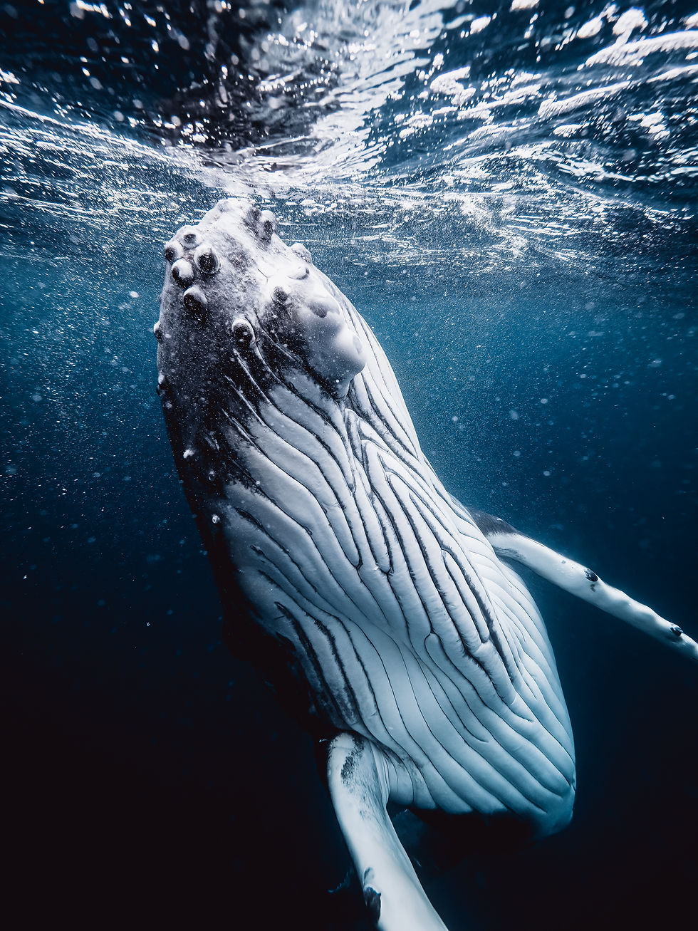 Humpback whale swimming towards the surface