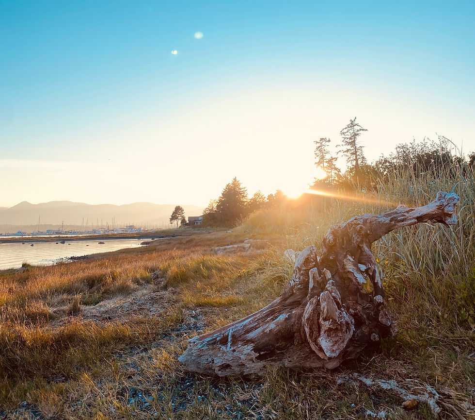 Sunset at the beach with a driftwood log