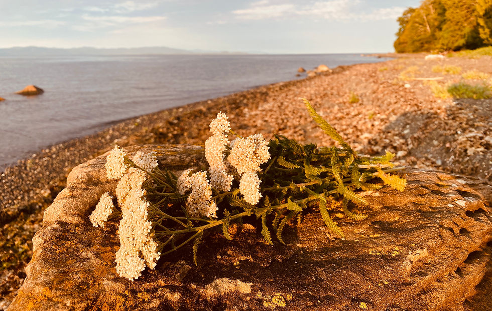Bunch of yarrow on a sunlit rock beside a calm pebble beach and sea at golden hour.