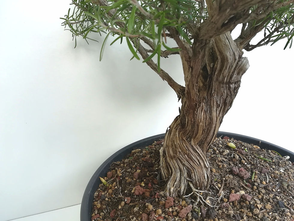 Miniature : Romarin de Provence, 53 cm, tronc de 7,6 cm