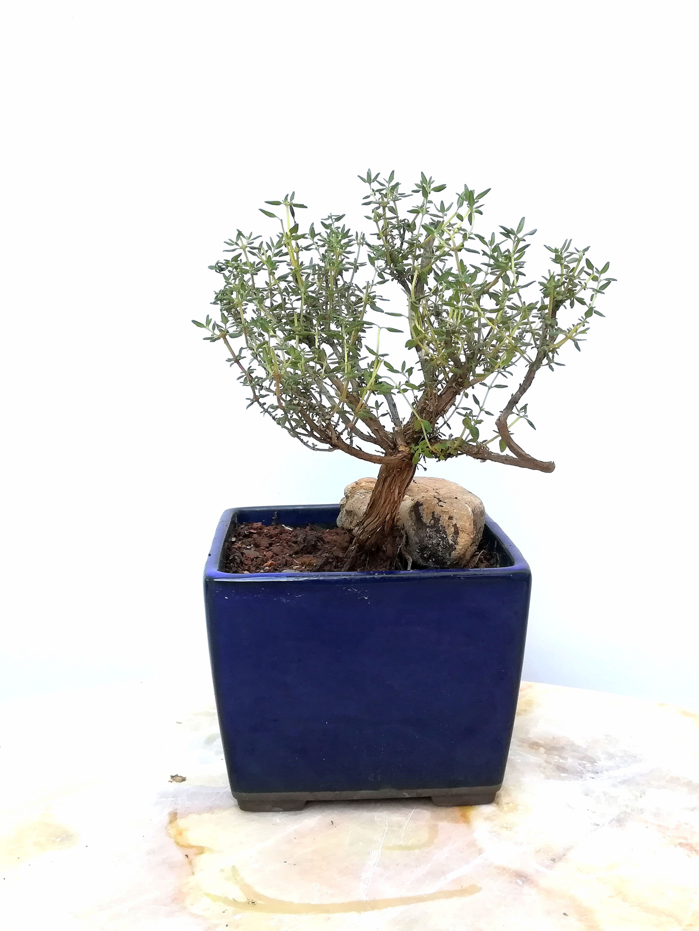 Thym de Provence
