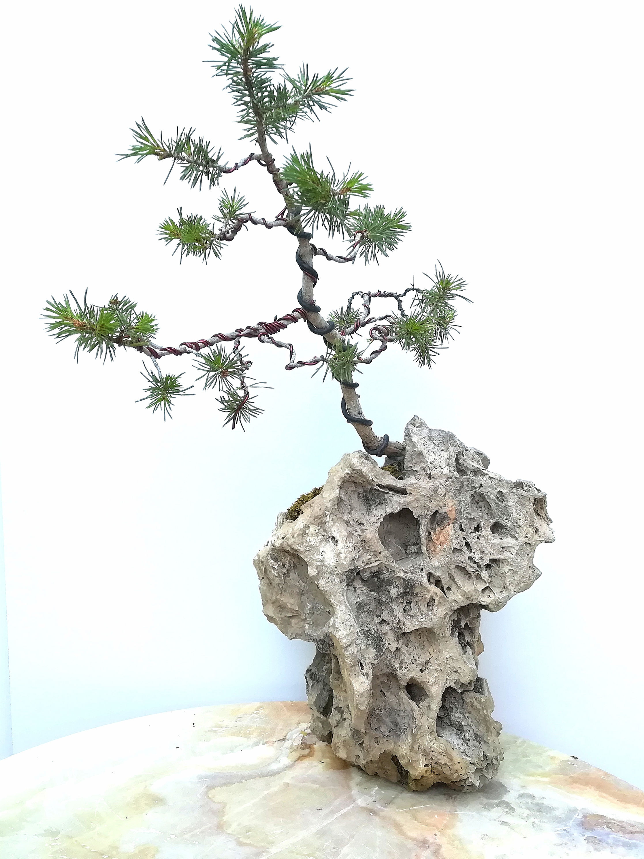 Pin sylvestre planté sur roche 50 cm de hauteur
