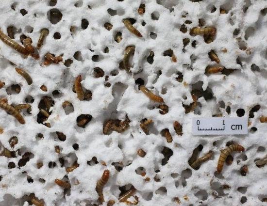 Larvas que se alimentam de plástico podem ajudar a reduzir resíduos do planeta