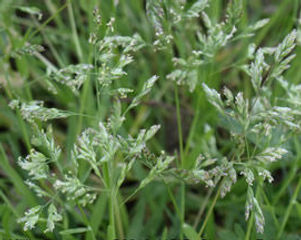 annual-bluegrass-seed-heads-e1521728131724.jpeg