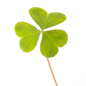 Wood Sorrel Green.jpeg