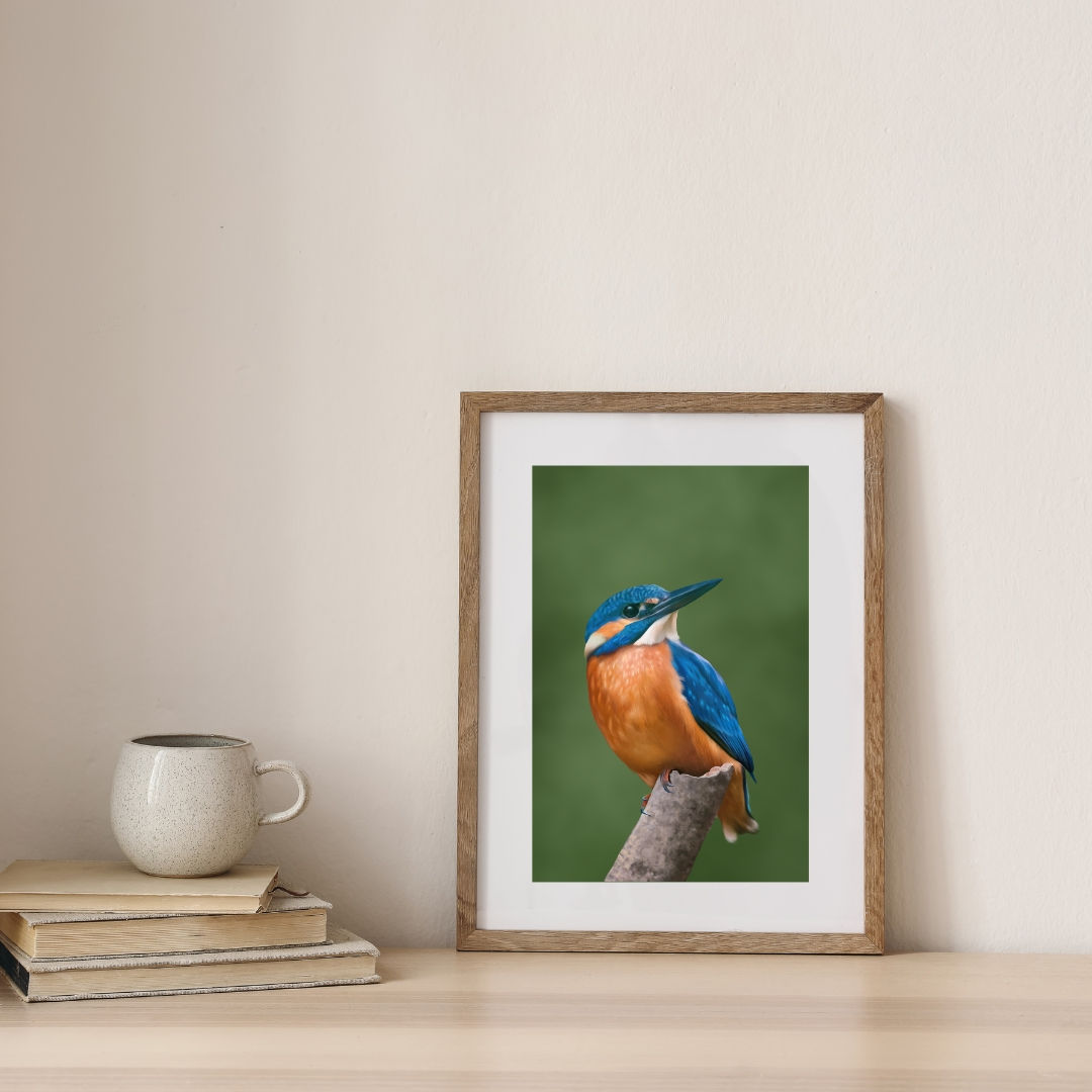 Kingfisher