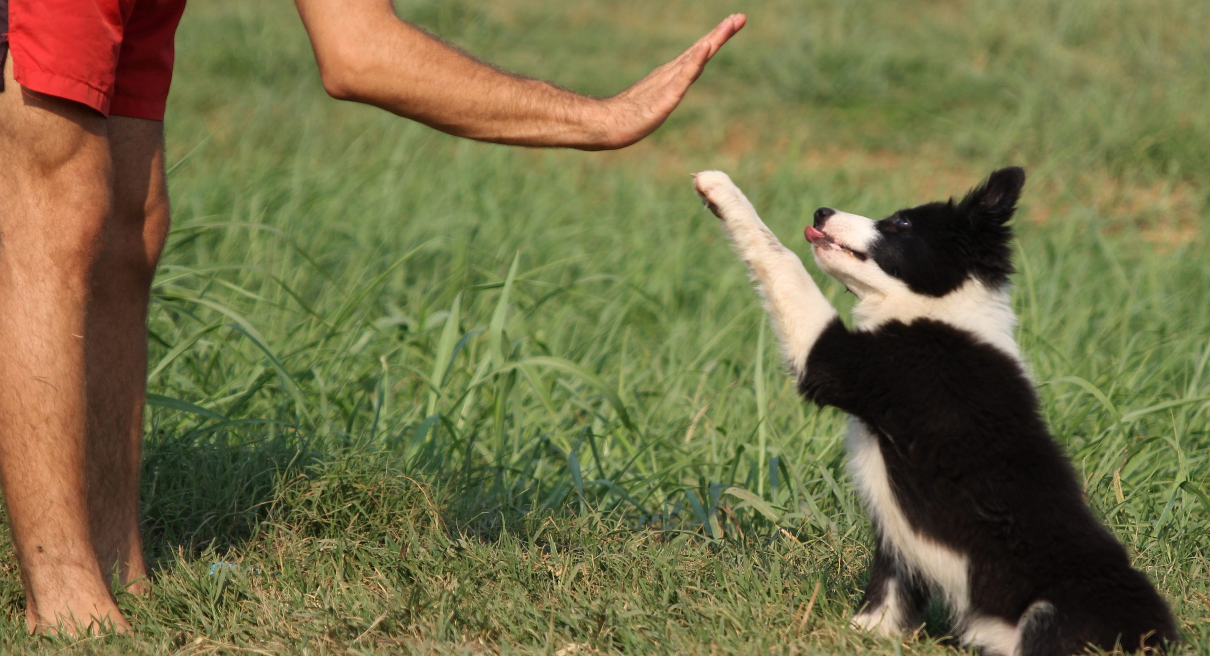 פנסיון ביתי לכלבים חיפה | עומר כספי מאלף כלבים | Haifa