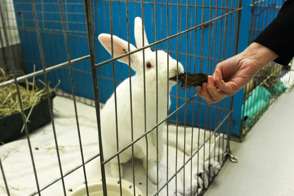 Rabbits overcrowd shelters when they are abandoned
