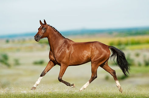 Teena's Images_edited.jpg