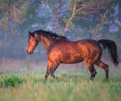 EZium Horses (7).png