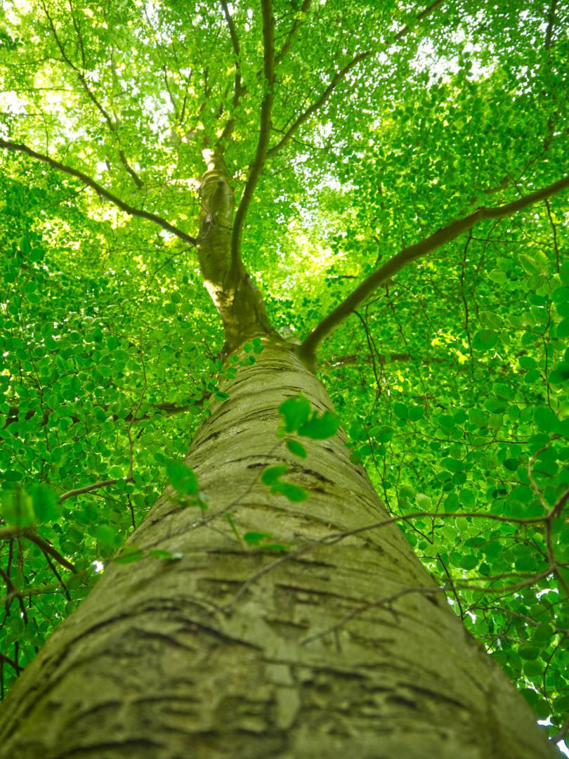 Cogo V. L'arbre
