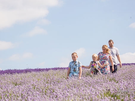 The Gladstones- Lavender Farm, Hitchin
