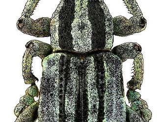 Apilado fotográfico ó Focus Stacking