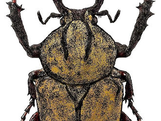 Preparación de los insectos