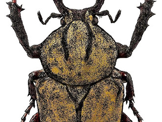 Preparación de los insectos