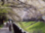 cherry blossoms