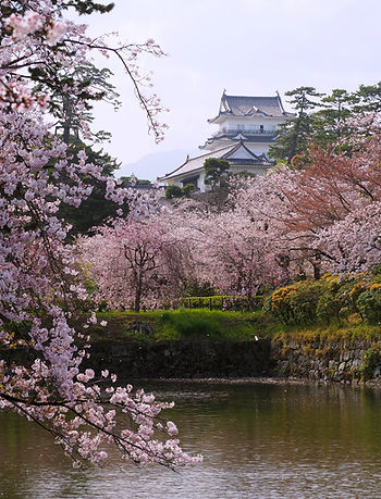 odawara castle and cherry blossoms