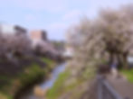 cherry blossom trees