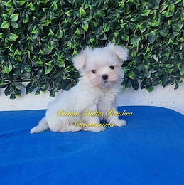 preciosa cadelleta de bichon malts de color blanc pur de cocomatina viver professional de bichon maltes