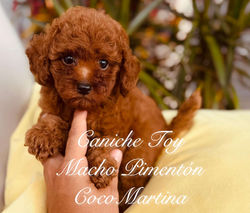 Caniche Toy Macho Pimentón