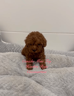 Beautiful red female Mini Toy Poodle puppy from Cocomartina, a purebred Toy Poodle breeder in Spain
