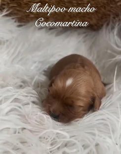 precioso cachorro de maltipoo, de color canela oscuro de cocomartina, criadero de maltipoo de sevilla