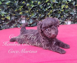 cachorro de caniche hembra de color chocolate sobre tapete de colr rojo y fondo de plantas verdes oscuras