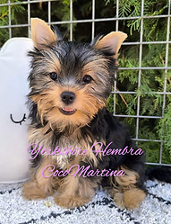 cachorro de yorkshire hembra
