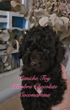 Beautiful chocolate female Poodle puppy from Cocomartina, a Poodle breeder in Seville, Spain. Healthy, well-socialized purebred Poodle puppy raised with care and responsible breeding standards.