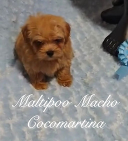 Risueño cachorrito de maltipoo de color marron delcriadero profesional de maltipoo cocomartina