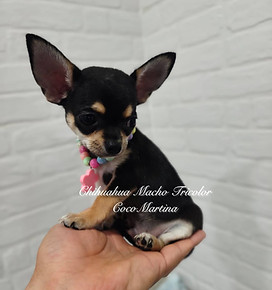 Precious male tricolor Chihuahua puppy resting his small body on a hand