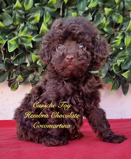 preciosa hembra de caniche toy de color chocolate de cocomartina, criadero de caniche toy de sevilla
