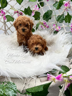 cachorros de caniche macho rojos fondo de flores