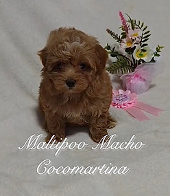 encantador cachorro de maltipoo de color marron intenso del criadero profesional cocomartina ubicado en el aljarafe