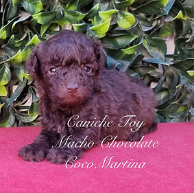 cachorro de caniche macho de color chocolate sobre tapete de color rojo y fondo de plantas verdes oscuras