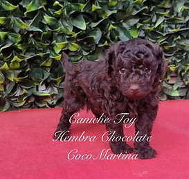 cachorro de caniche toy hebra de color chocolate sobre tapete de color rojo y fondo de plantas verdes oscuras
